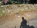 foto 445